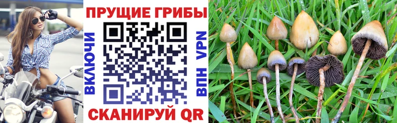 Псилоцибиновые грибы мухоморы  mega маркетплейс  Горно-Алтайск 